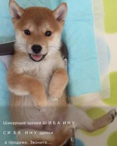 Щенки Сиба-ину (Шиба-ину).Купить щенка шиба-ину.