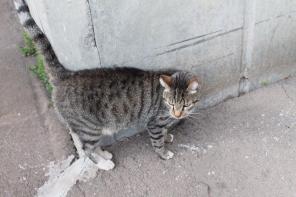 Ласковый бывшедомашний кот на улице!!! Выбросили как ненужную вещь.