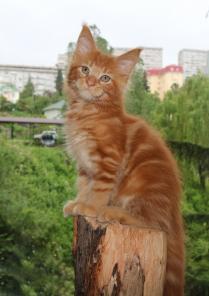 Котята Мейн-кун