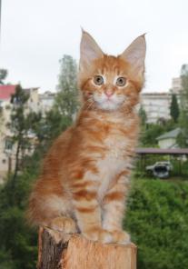 Котята Мейн-кун