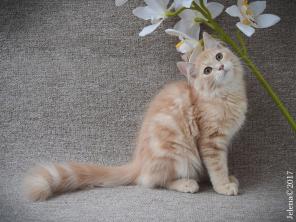 Сибирский котенок - с документами из питомника