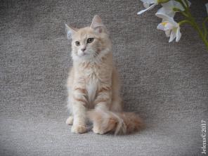 Сибирский котенок - с документами из питомника