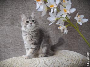 Сибирский котенок - чудесная девочка