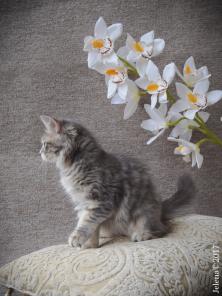 Сибирский котенок - чудесная девочка