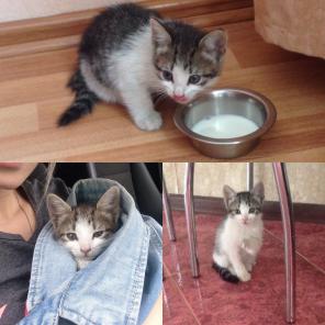 Ищем доброго хозяина для очароватльного котенка