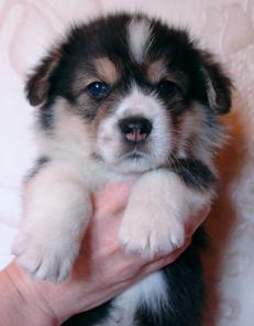 Щенки вельш корги пемброк.