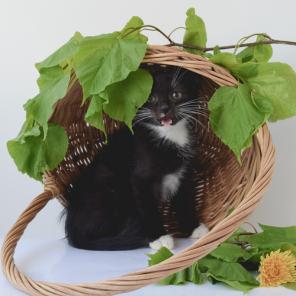 Котеночек черный с белым, очень славный, в дар