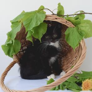 Котеночек черный с белым, очень славный, в дар