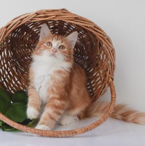 Сибирский рыжик из питомника