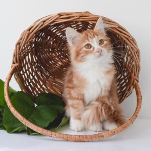 Сибирский рыжик из питомника