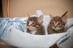 Котята Макс и Мориц в дар