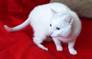 Леон, голубоглазый кот блондин в добрые руки! СПб