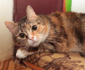 Кошка Патрисия отдается в хорошие руки