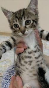 Котенок Сэмми в добрые руки