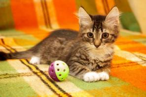 Котенок Шпрот ищет любящий дом!
