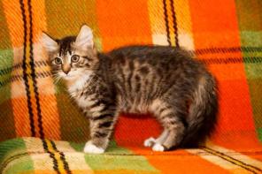 Котенок Шпрот ищет любящий дом!