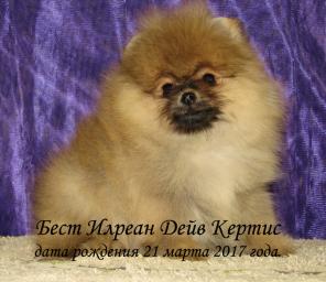 Померанский шпиц щенки