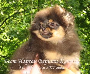 Померанский шпиц щенки