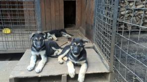 Продаю восточноевропейских клубных щенков.