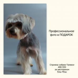Стрижки собак и кошек с доставкой