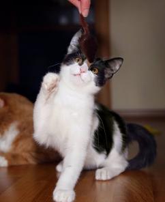 Котенок Муркис - идеальный по характеру ребенок.