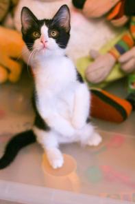 Котенок Муркис - идеальный по характеру ребенок.