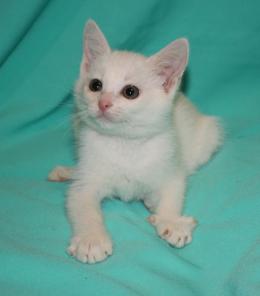 Отдам маленьких котят!