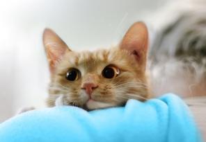 Яркое солнышко котенок Бостон в дар.