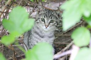Котята срочно ищут ДОМ!