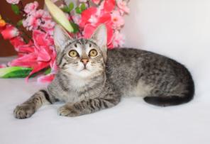 Котята, спасенные от отравления, ищут дом