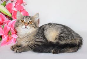 Котята, спасенные от отравления, ищут дом