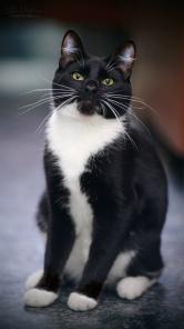 Котик Д"Артаньян отважный смельчак для хороших людей