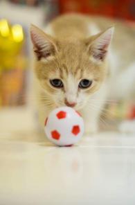 Котенок в добрые руки