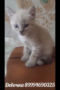 Красивые котята в добрые руки