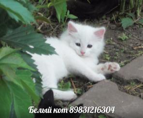 Красивые котята в добрые руки