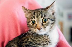 Котенок Муза обаятельная девочка ищет дом