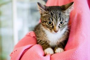 Котенок Муза обаятельная девочка ищет дом