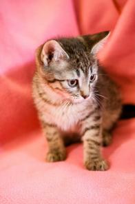 Игривая мурчалка котенок Мадлен ищет дом