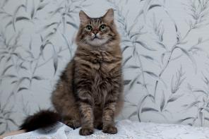 Котик Степан ищет добрые руки