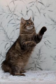 Котик Степан ищет добрые руки