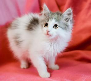 Котятки- пушинки Туся и Пятнашка ищут дом
