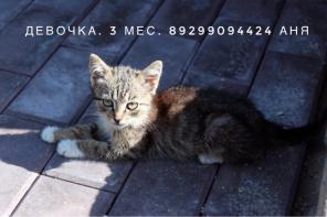 Котята красотята #пятероИзЗвенигорода в москве