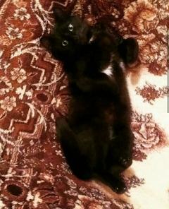 Котенок в добрые руки