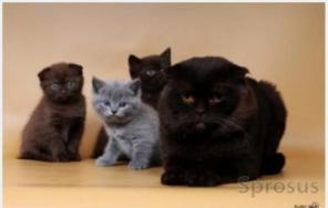 Клубные котята питомника"sweettoy"