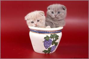 Клубные котята питомника"sweettoy"