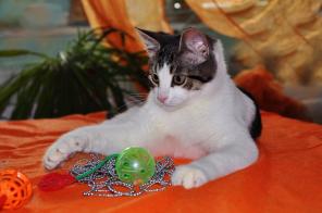 Котенок для начинающих котоводов в дар!