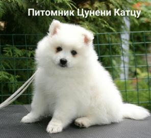 Японский шпиц