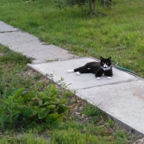 Отдам милого котейку!