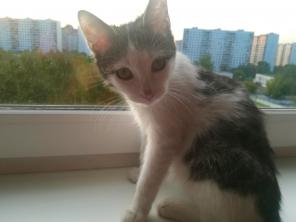 Котенок Сеня в добрые руки