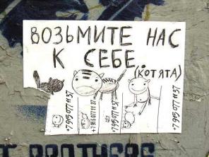 Котятки из приюта всех мастей. Всем мохнатым-хвостатым нужен дом